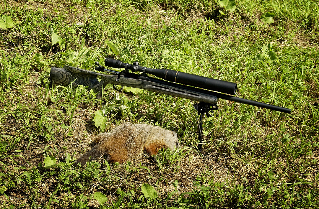 Here is one woodchuck that made the mistake of coming out of its den to see what was going on. Sorry for the chuck, the .20 VarTarg did its thing.